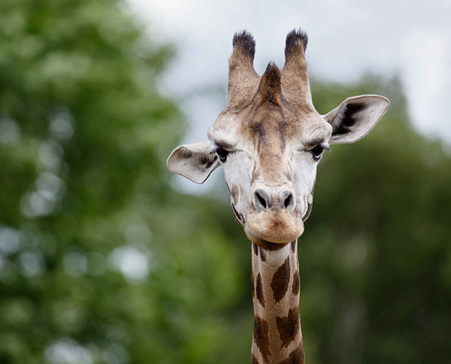 Giraffe_kop_spbb_650x525.jpg