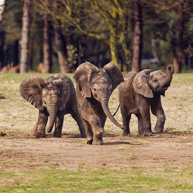 Olifantjes_lopen_drie_650x650.jpg